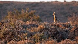 Goldener Moment in der Karoo - Klipspringer auf der Suche von Lex van Doorn