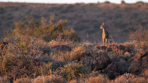 Golden Moment in the Karoo - Klipspringer on the lookout