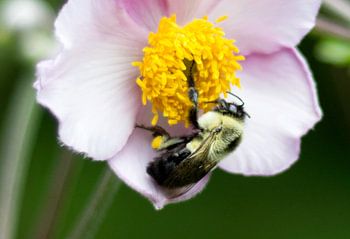 Gros plans | Abeille sur une rose sauvage à Montréal