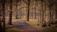 Depth in the woods