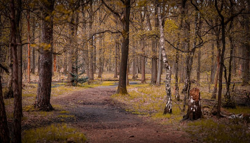 Depth in the woods van Antoine Sprangers