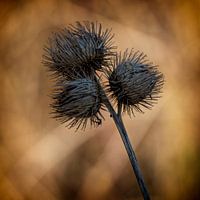 Autumn feeling