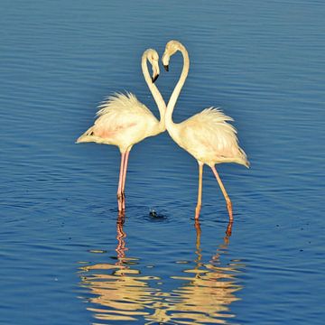 deux flamants roses dans la lagune sur Werner Lehmann