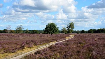 View over the purple heather