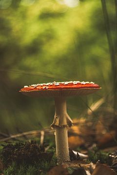 L'agaric moucheté dans la forêt sur Stephan Krabbendam