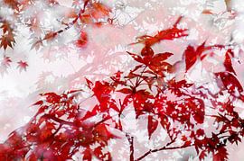Japanese Maple in the Japanese Garden in The Hague by Paula van den Akker