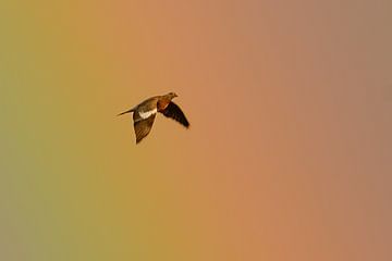 duif in de regenboog van rik janse