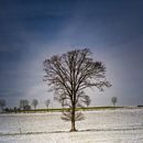 Juste un arbre par Wim van D Aperçu