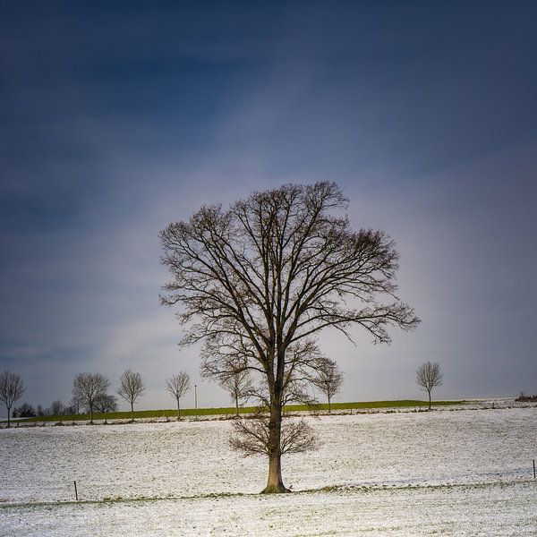 Juste un arbre par Wim van D