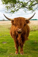 Dutch landscape, Scottish Highlander