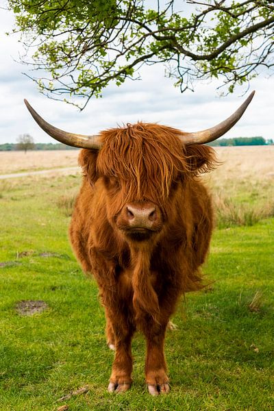 Dutch landscape, Scottish Highlander by Mark de Weger