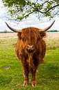 Dutch landscape, Scottish Highlander by Mark de Weger thumbnail