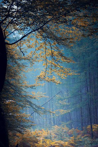 Misty vista in autumn forest with fall color