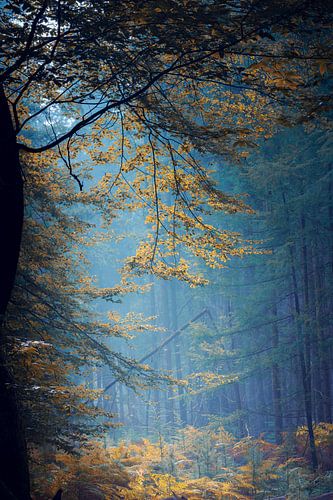 Mistig doorkijkje in herfstbos met herfstkleur