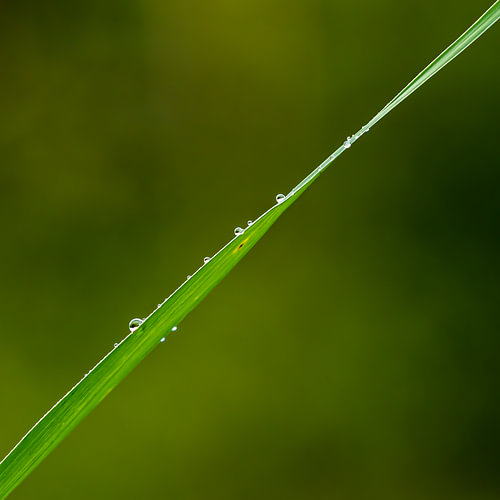Brin d'herbe avec petites gouttes d'eau