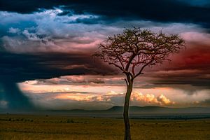 Magical sunset at Masai Mara! van Robert Kok
