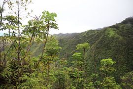 Nature Hawaii by G. van Dijk