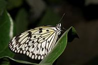 Monarch vlinder (Idea Leuconoe) van Antwan Janssen thumbnail