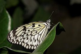 Monarch vlinder (Idea Leuconoe) van Antwan Janssen