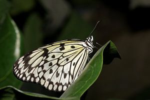Monarch vlinder (Idea Leuconoe) sur Antwan Janssen