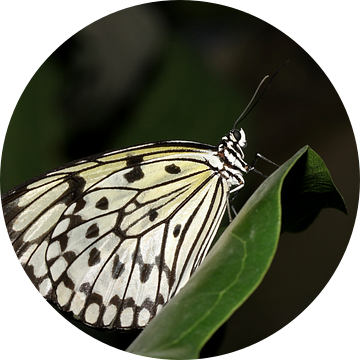 Monarch vlinder (Idea Leuconoe) van Antwan Janssen