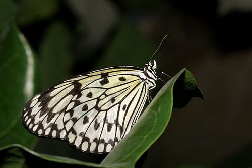 Monarch vlinder (Idea Leuconoe)