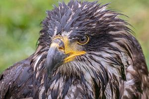 Poisson américain Aigle sur Tanja van Beuningen