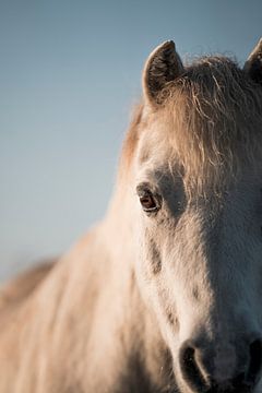 Paard Zacht onder de Hemel Portret van Pony in Natuurlijk Licht van Femke Ketelaar