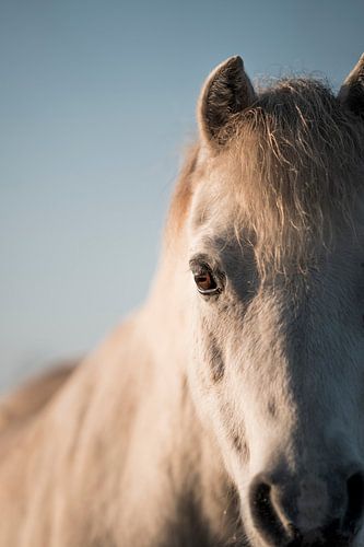 Paard Zacht onder de Hemel Portret van Pony in Natuurlijk Licht