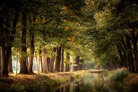 Bientôt un jour sur Kees van Dongen