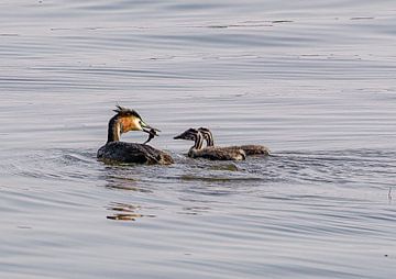 Crested grebe with young by Han van der Staaij