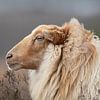 Drents Heideschaap van Karin van Rooijen Fotografie