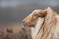 Drents Heideschaap
