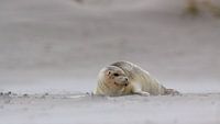 Zeehond in de zandstralen van Foto's van ChrisTettero.nl thumbnail