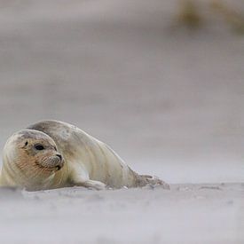 Un phoque dans le sable sur Foto's van ChrisTettero.nl