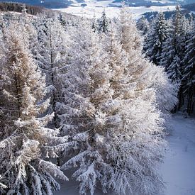 Besneeuwde bomen in vogelvlucht van Pieter Bezuijen