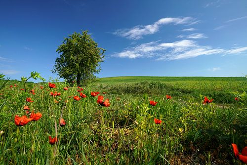 Klaprozenveld bij Reetzow