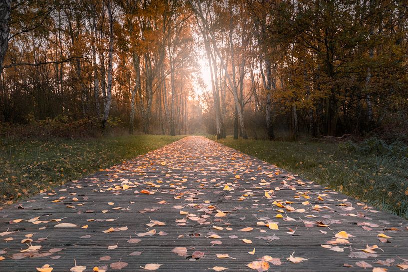 le lever du soleil d'automne à l'orée de la forêt par Marc-Sven Kirsch