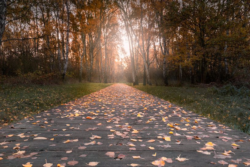 herfstzonsopgang aan de rand van het bos van Marc-Sven Kirsch