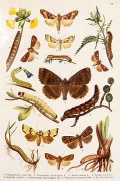Natuurhistorische plaat met centraal een grote bruine vlinder van Studio Wunderkammer