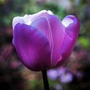 Violette Tulpe von Jan de Vries Miniaturansicht