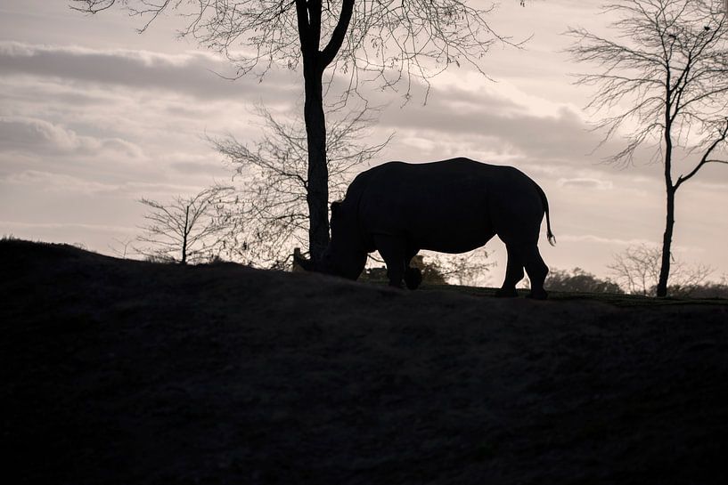 Der Schatten des Nashorns von Beeldspraak
