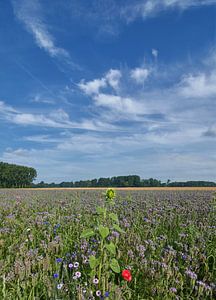 Büschelschön oder Bienenfreund resp.Phacelia tanacetifolia,Rheinland