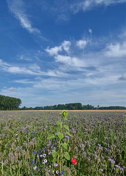 Büschelschön of Bienenfreund resp.Phacelia tanacetifolia,Rijnland van Peter Eckert