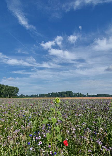Büschelschön of Bienenfreund resp.Phacelia tanacetifolia,Rijnland van Peter Eckert