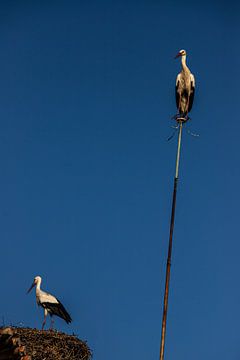 Two storks against blue sky, Portugal by Winne Köhn