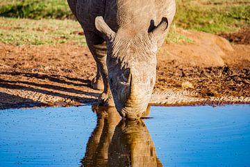 Rhinocéros noir d'Afrique, Afrique du Sud