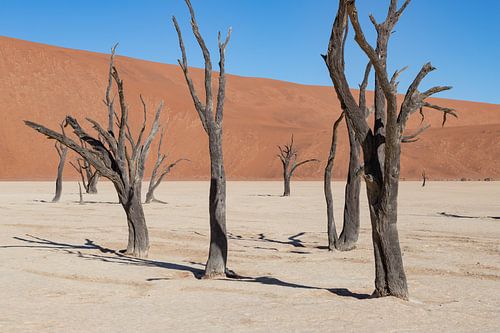Deadvlei 3