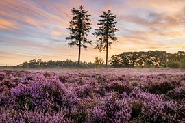 Bäume in der violetten Heide auf dem Utrechtse Heuvelrug - Niederlande