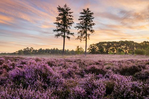 Bomen op de paarse heide op de Utrechtse Heuvelrug - Nederland